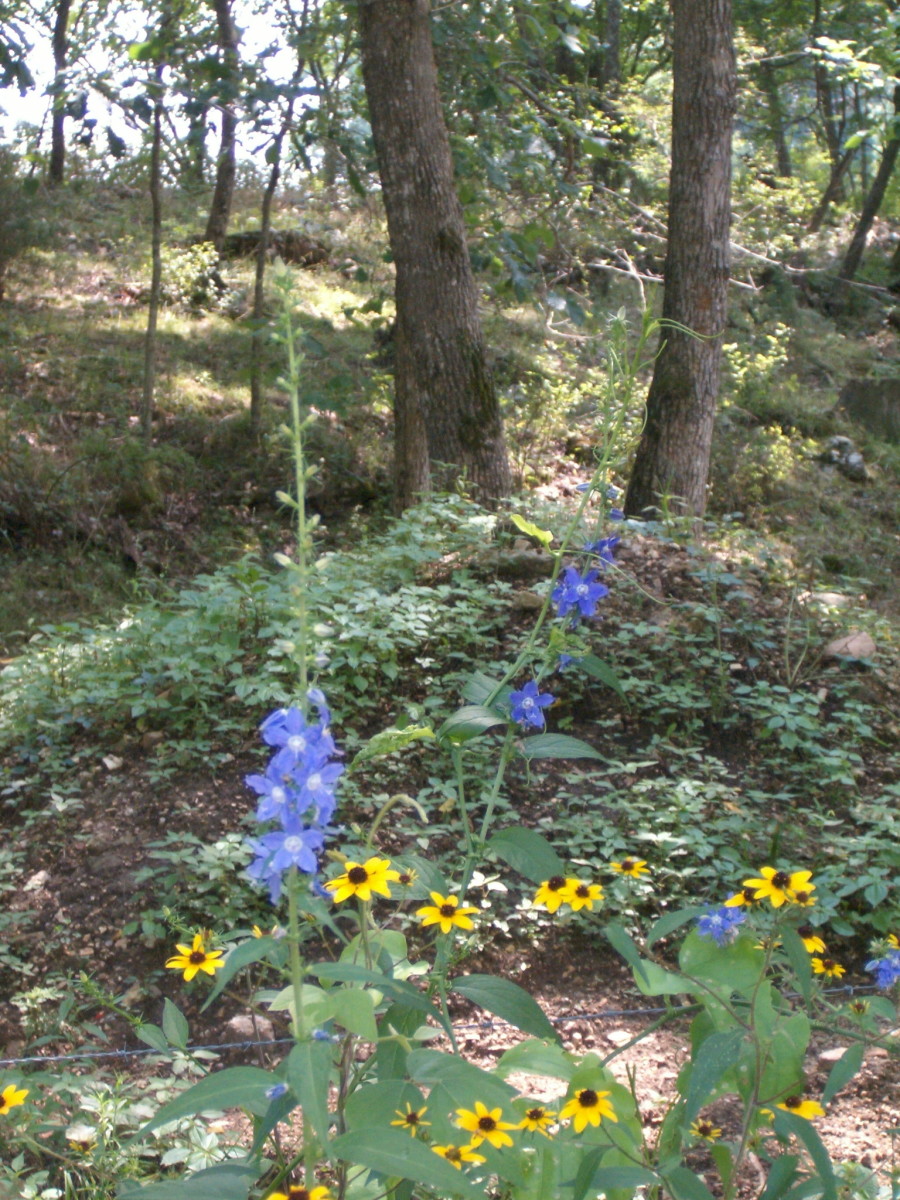 Rudbeckia Coneflower, aka Black Eyed Susans growing among some blue flowers in a wooded area.  I loved the colors together!