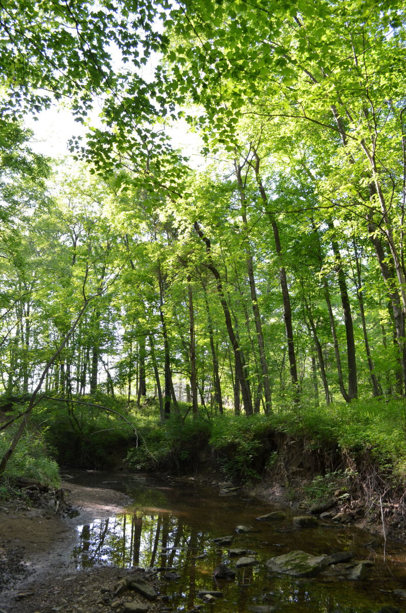 One of the pretty spots near one of the creeks at Shaw Nature Reserve in Missouri, USA. One of the pretty spots near one of the creeks at Shaw Nature Reserve in Missouri, USA.