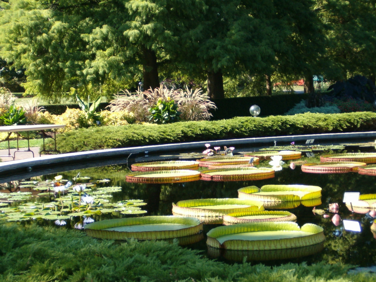 One of the water gardens, with huge lilly pads. Breathtakingly beautiful One of the water gardens, with huge lilly pads. Breathtakingly beautiful