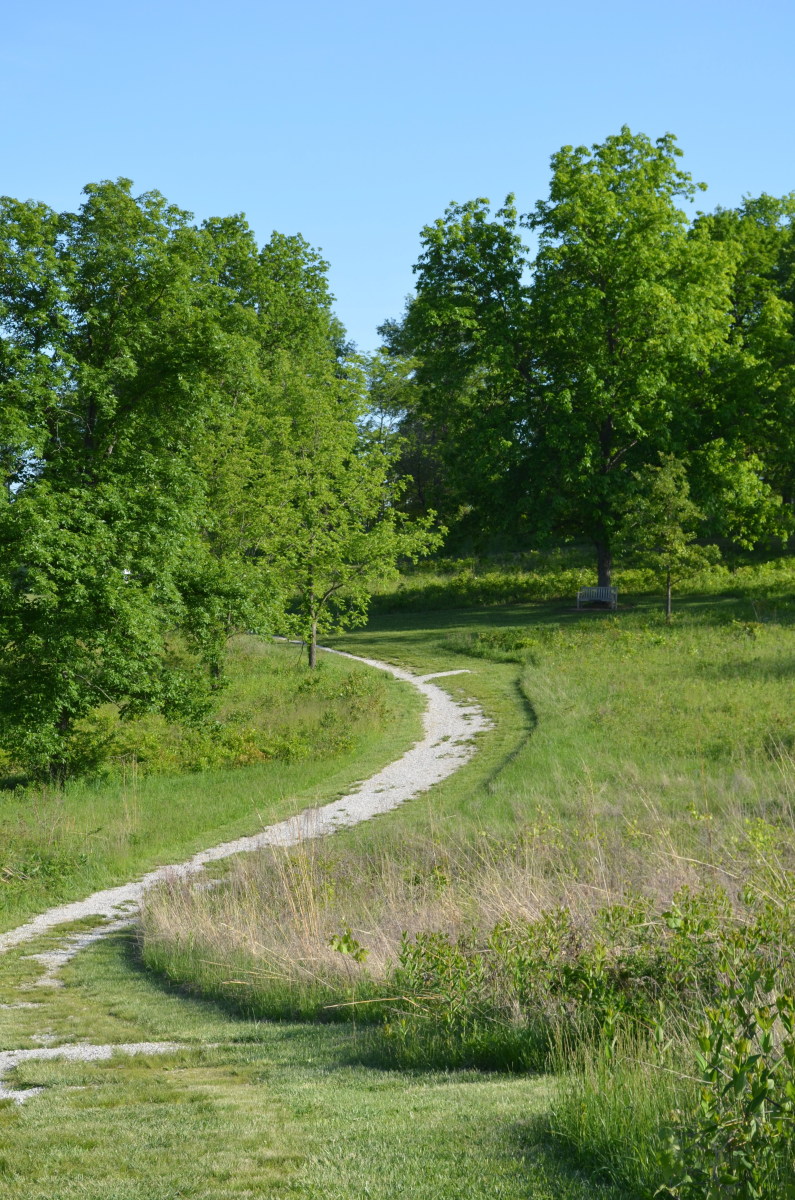 One of the many paths and trails at Shaw Nature Reserve. I liked the little bench in the distance under the tree, where people could stop and take a rest if they want to. One of the many paths and trails at Shaw Nature Reserve. I liked the little bench in the distance under the tree, where people could stop and take a rest if they want to.