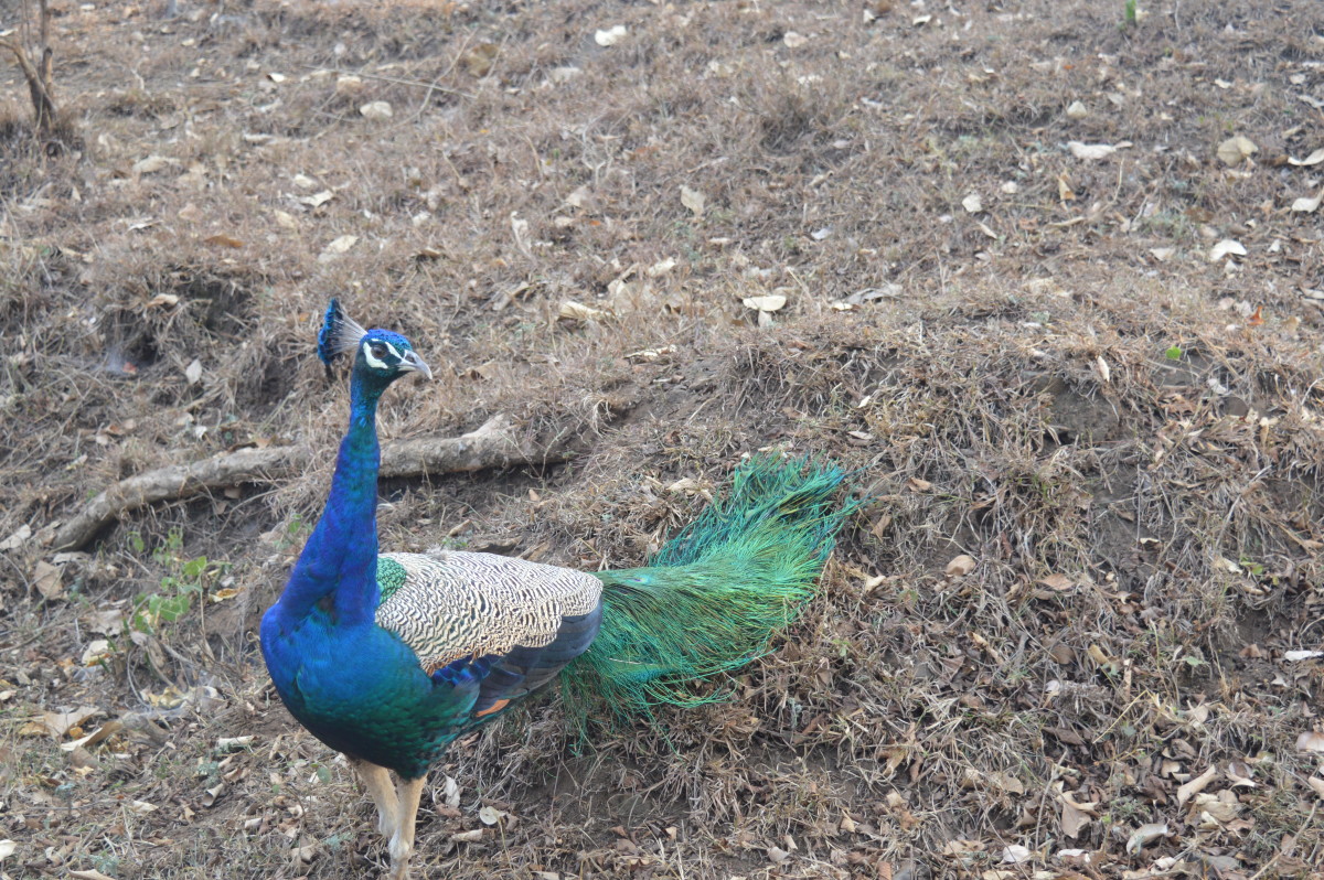 Indian Tourism: Bandipur National Park- Wildlife Sanctuary, A Tiger Reserve