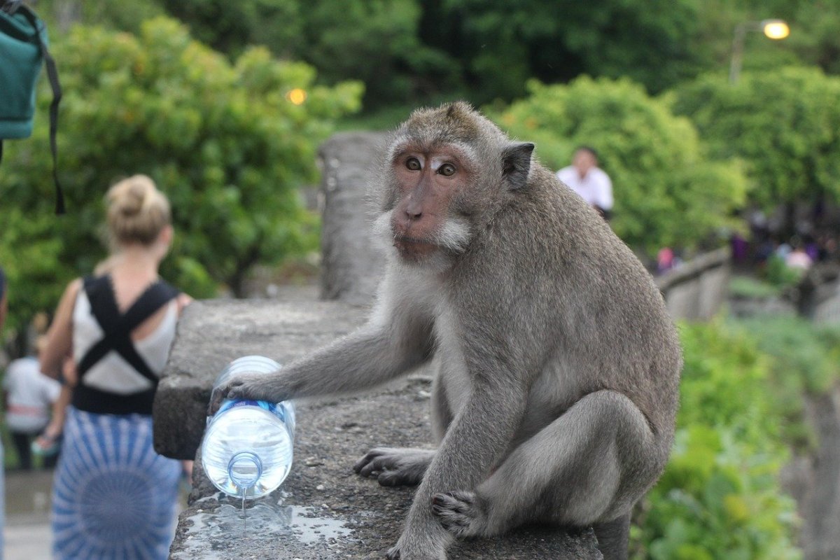 City-Dwelling Deer and Temple Monkeys: 5 Places Where Animals Rule the Roost