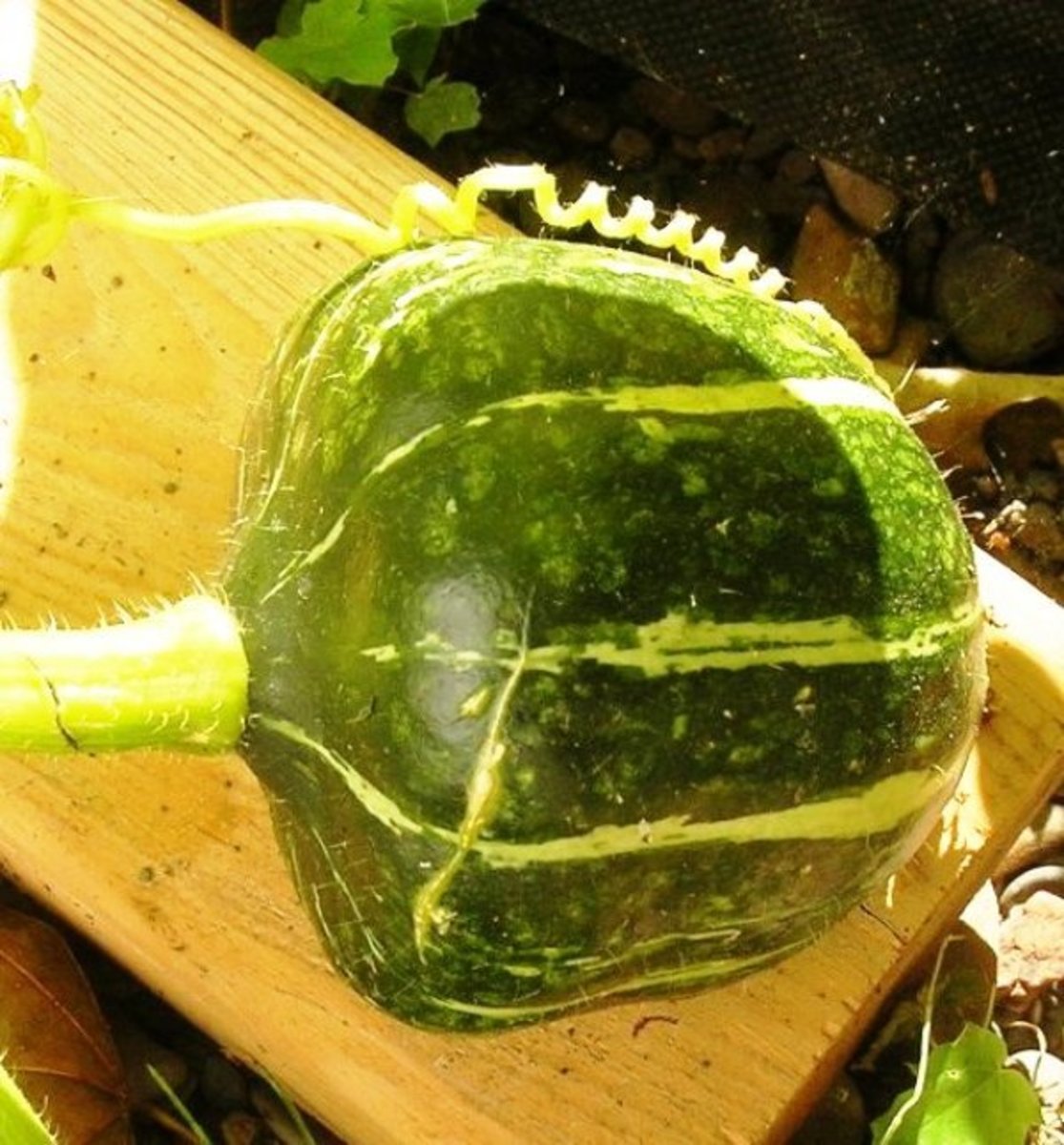 Bob's Home Vegetable Garden Guide