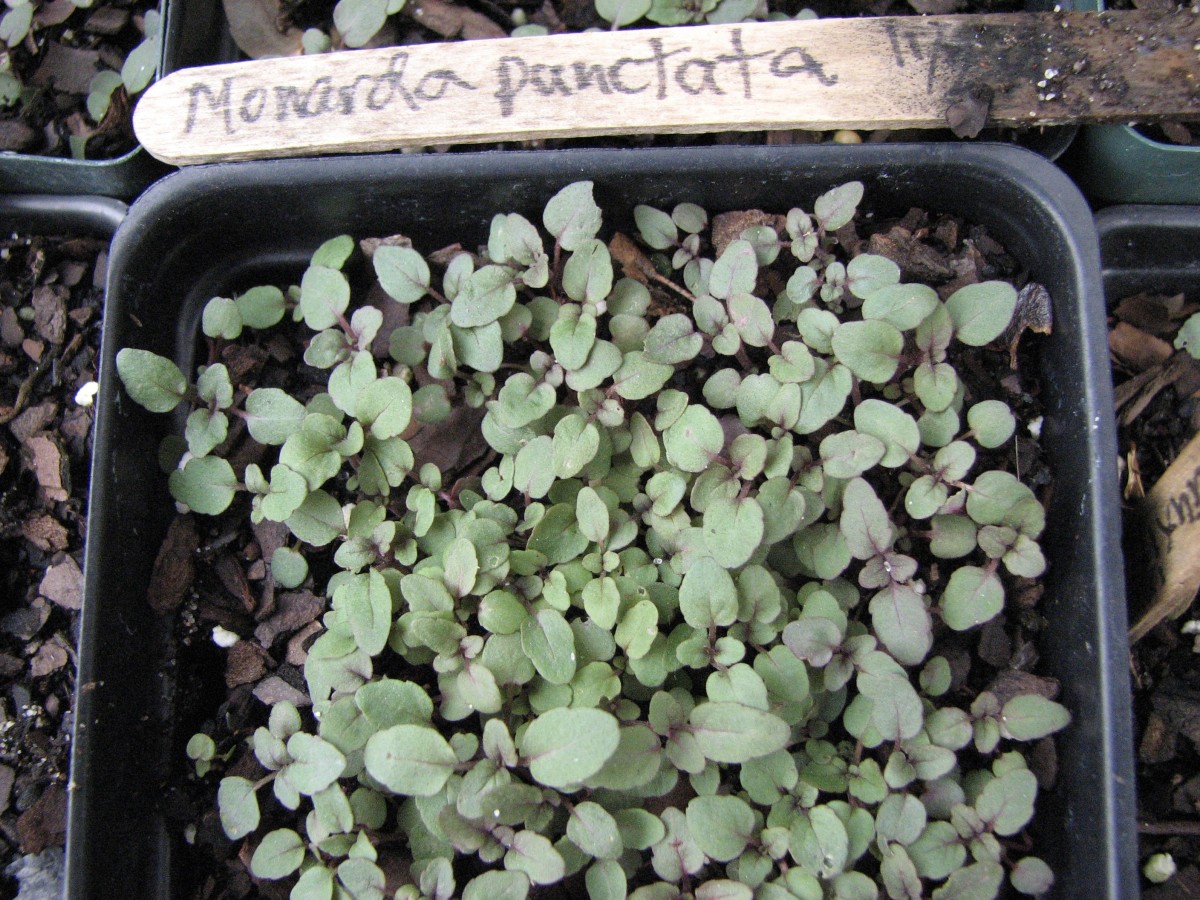Saving Native and Other Plant Seeds
