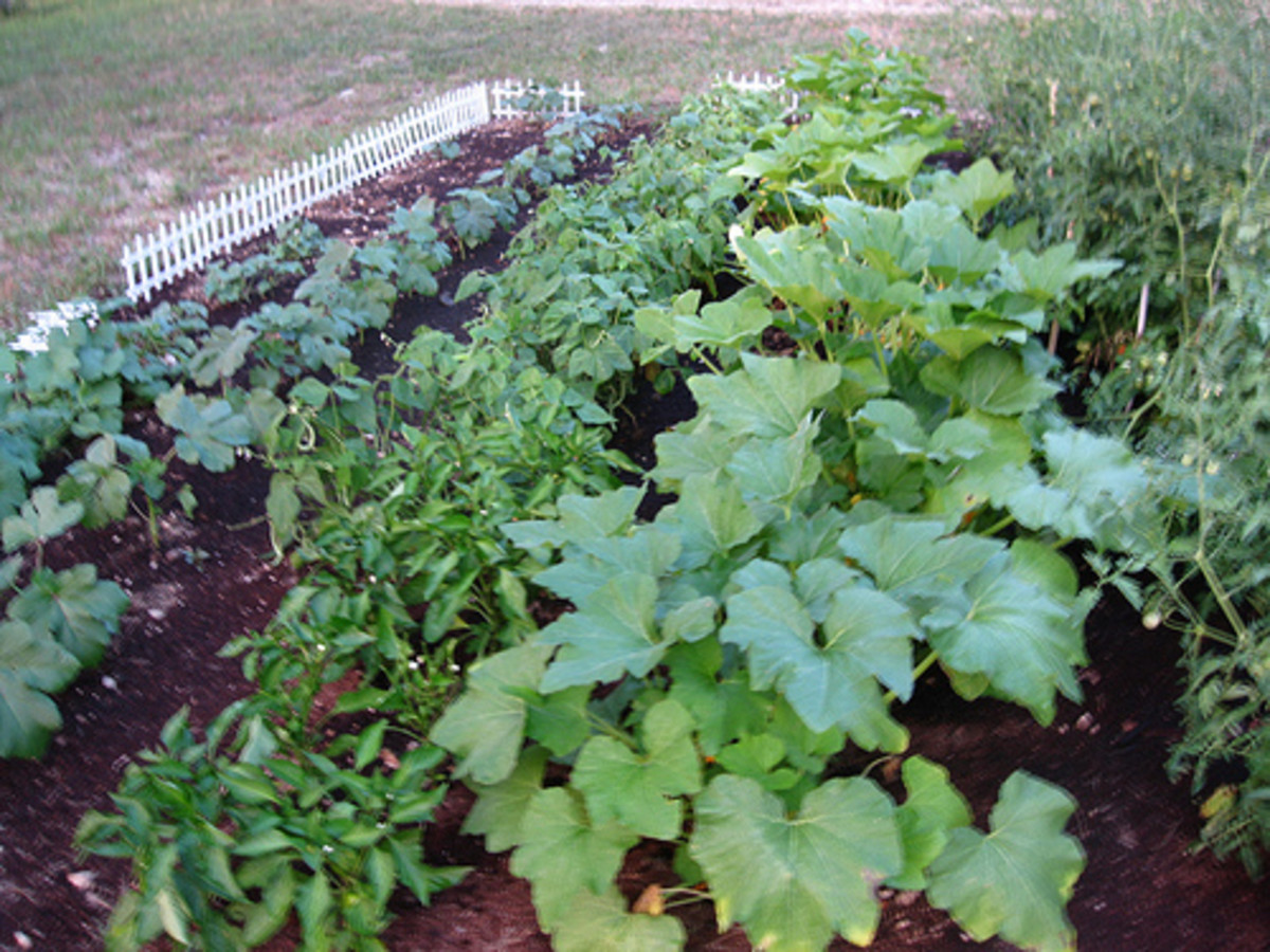The Difference Between Gmo, Hybrid, and Heirloom Seeds