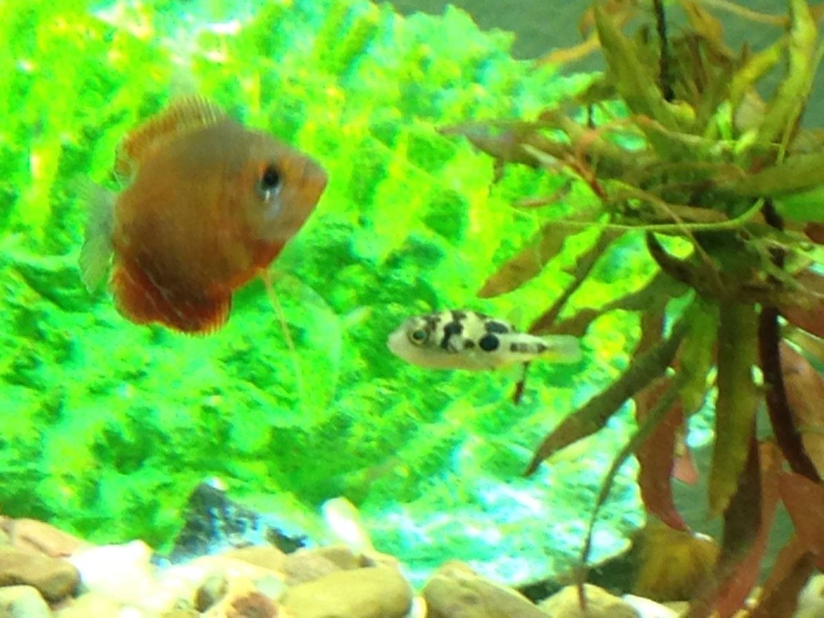 Popular Home Aquarium Fish: Indian Dwarf Puffers