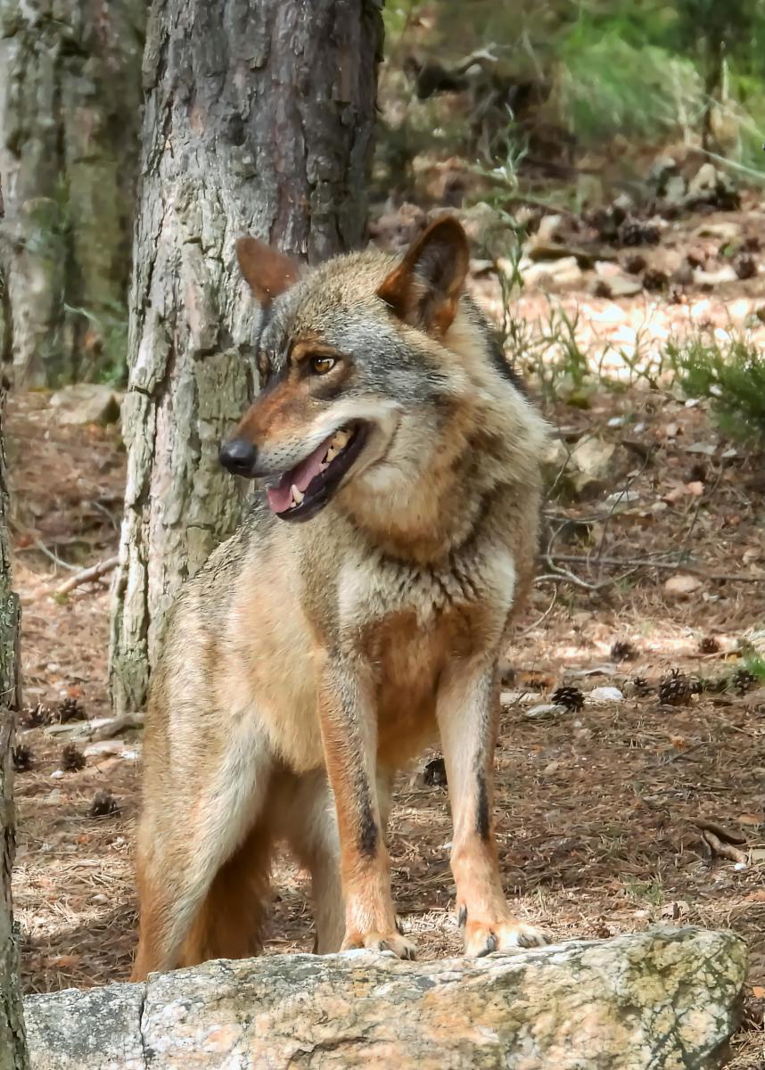 Endangered Species in North America: A Call for Conservation