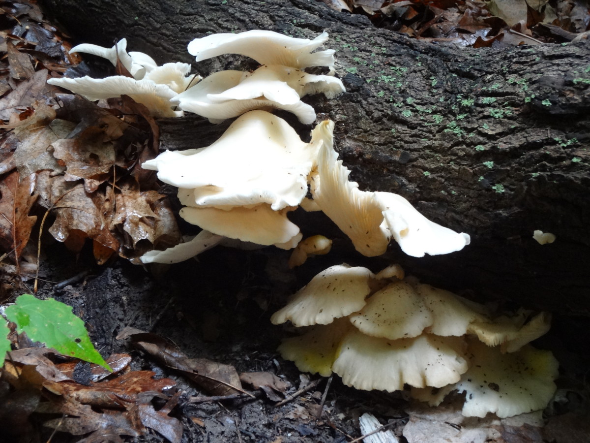 Hiking Adventures in Matthiessen State Park, Oglesby, IL