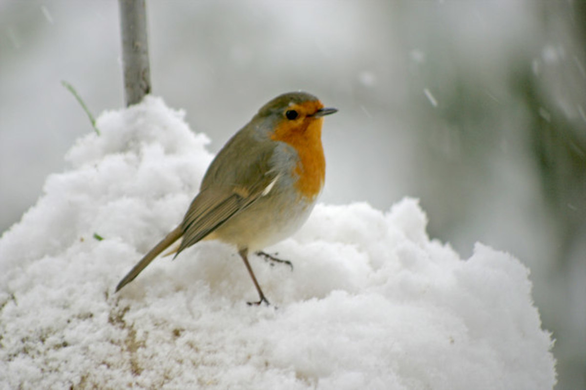 European Robin - Popular Garden Bird