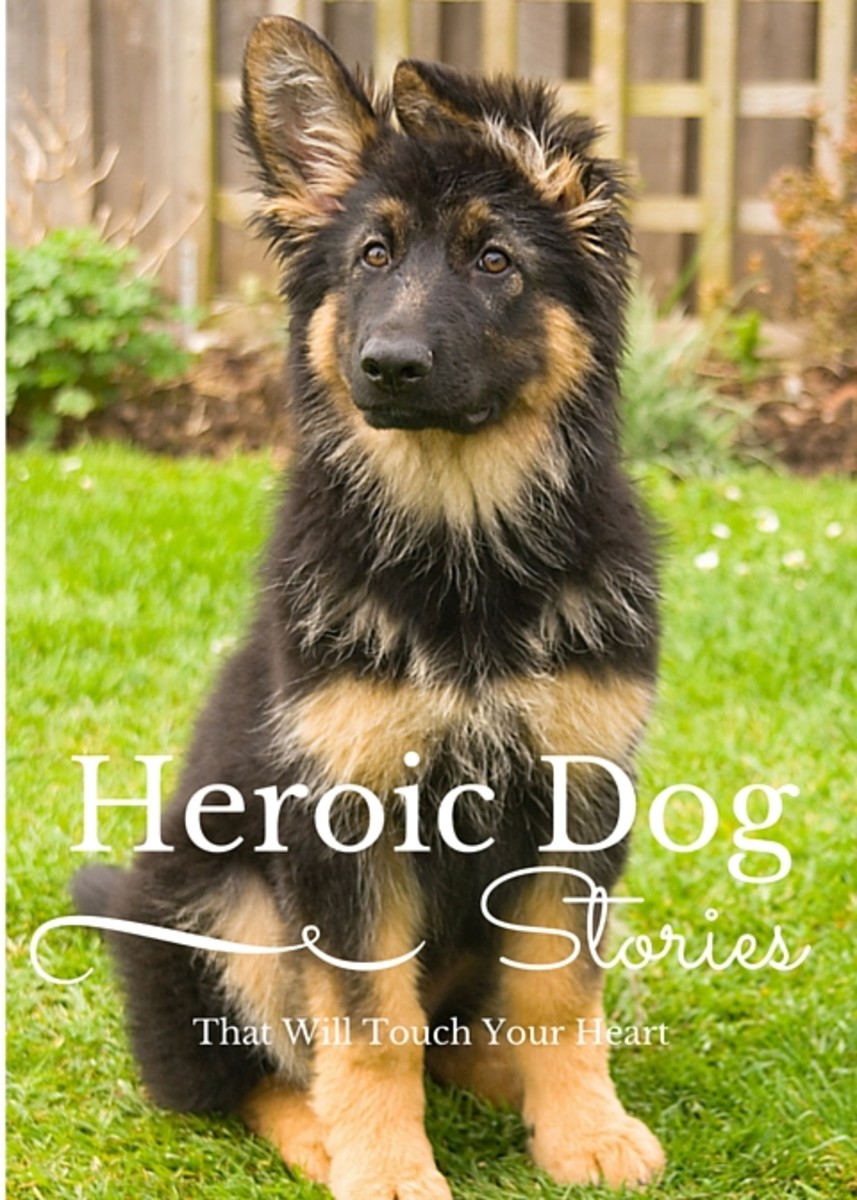 10 Heroic Dog Stories That Will Touch Your Heart