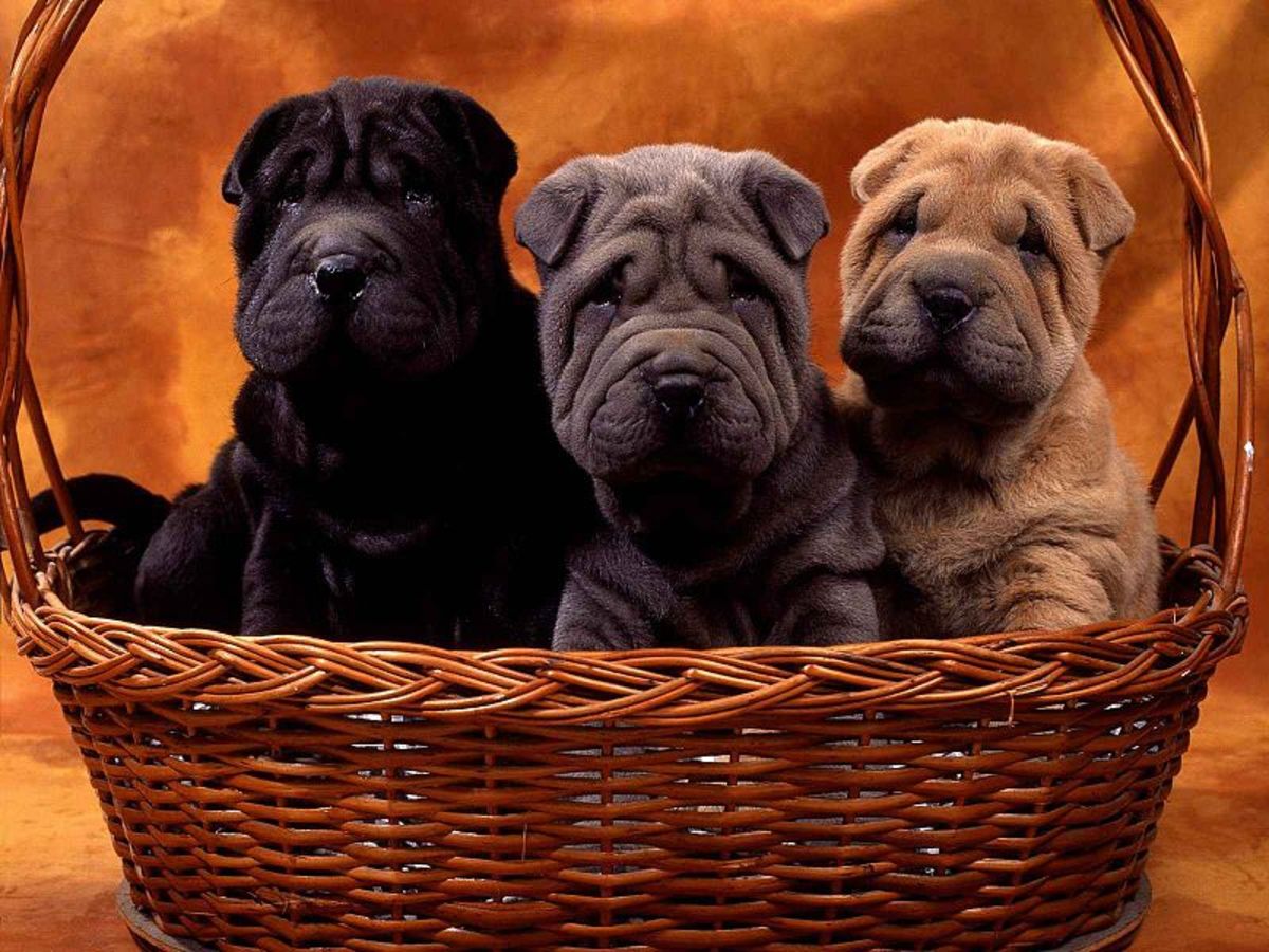 Dog Behavior: Eating Poop and Why it Matters