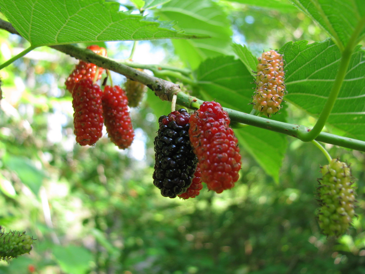 Favorite Wild Fruits - Harvesting and Recipes