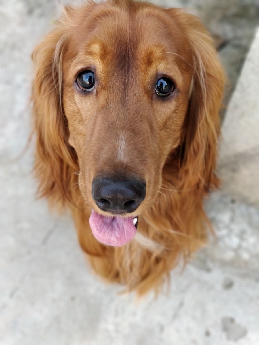 Benefits of Having a Pet-My Personal Experiences