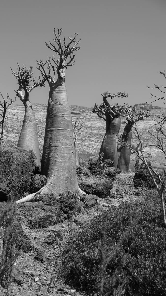Endangered Plants Humans Rely On