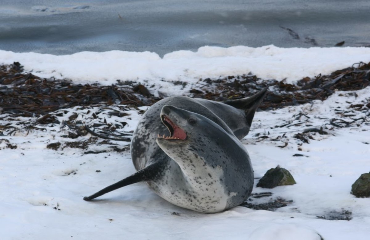 Leopard Seals