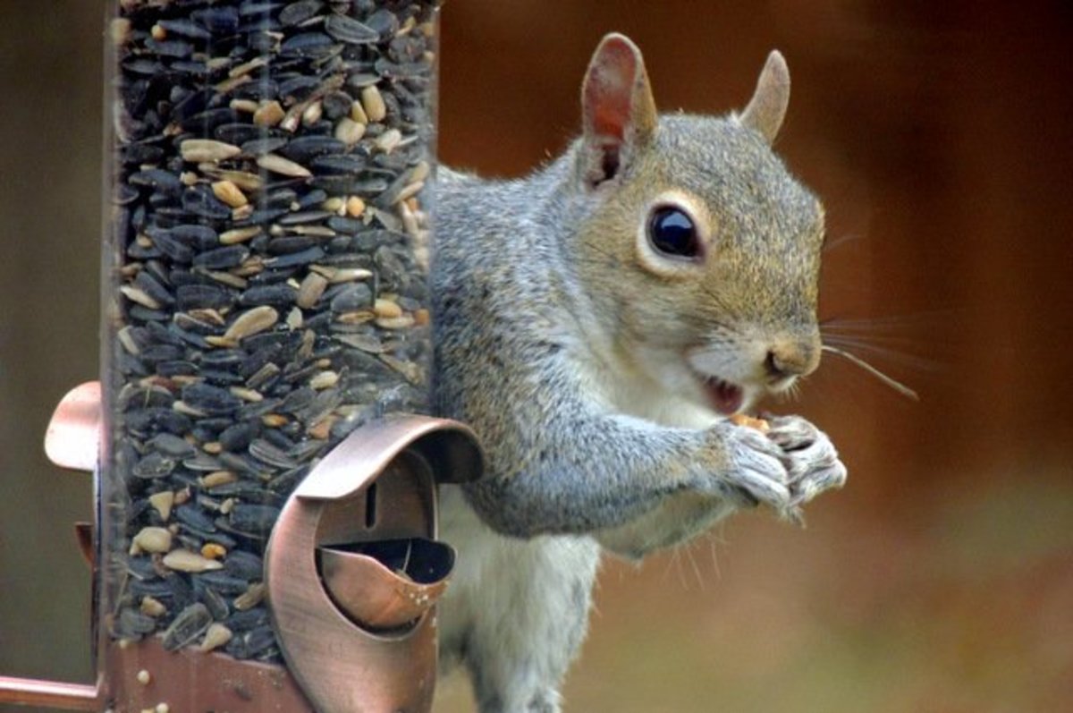 A Bird Feeder That Actually Prevents Squirrels From Getting Bird Food