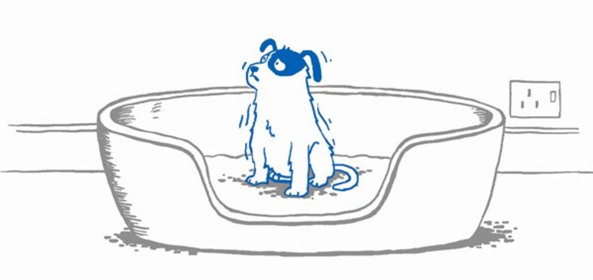 Calm your Dog with a DAP Diffuser, Collar, or Spray From Adaptil