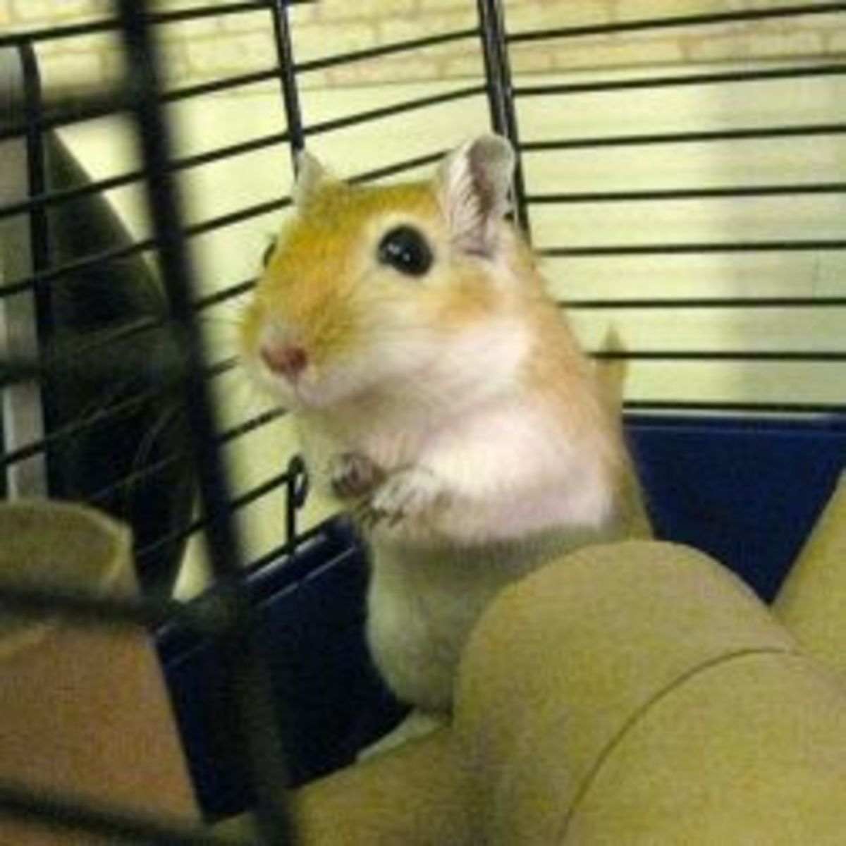Gerbils Make Enjoyable Pets