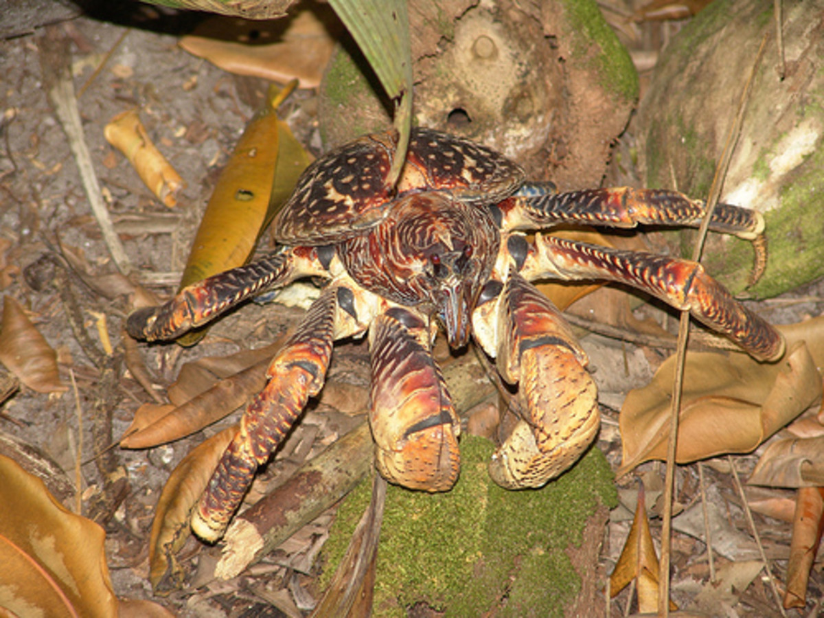 The Coconut Crab - King of the Copra