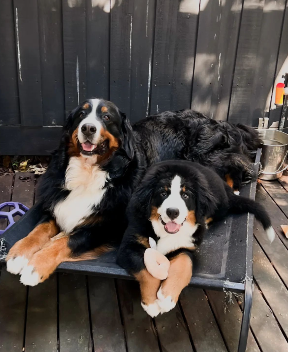 7 Best Companion Dogs for a Bernese Mountain Dog