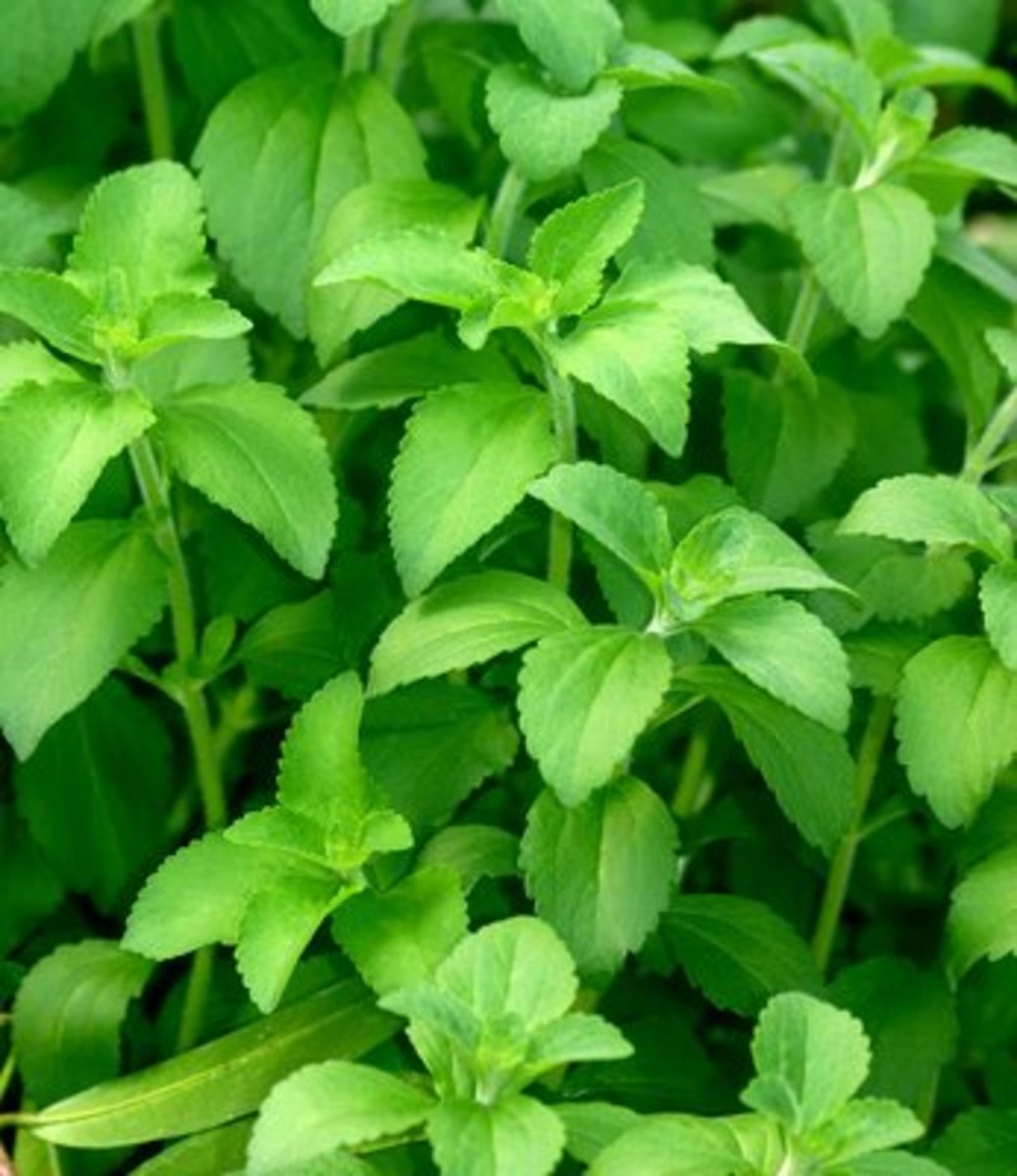 Stevia: The Turbulent Tale of a Natural Food Additive