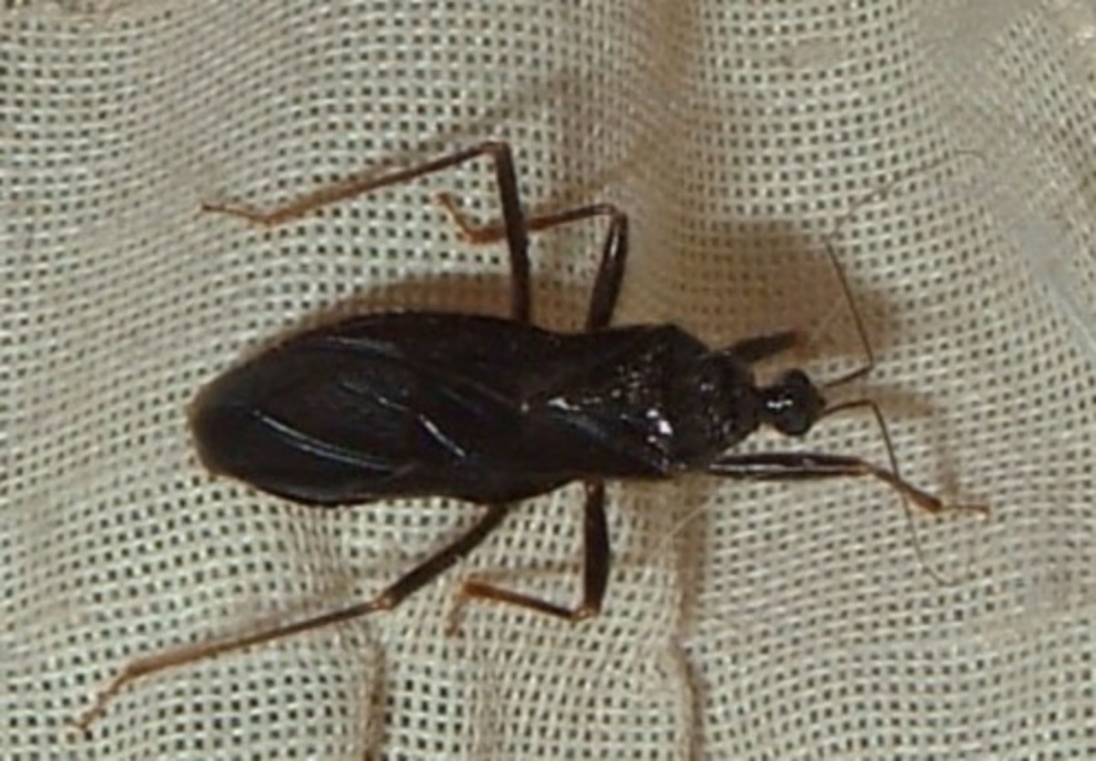 The Masked Hunter or Assassin Bug