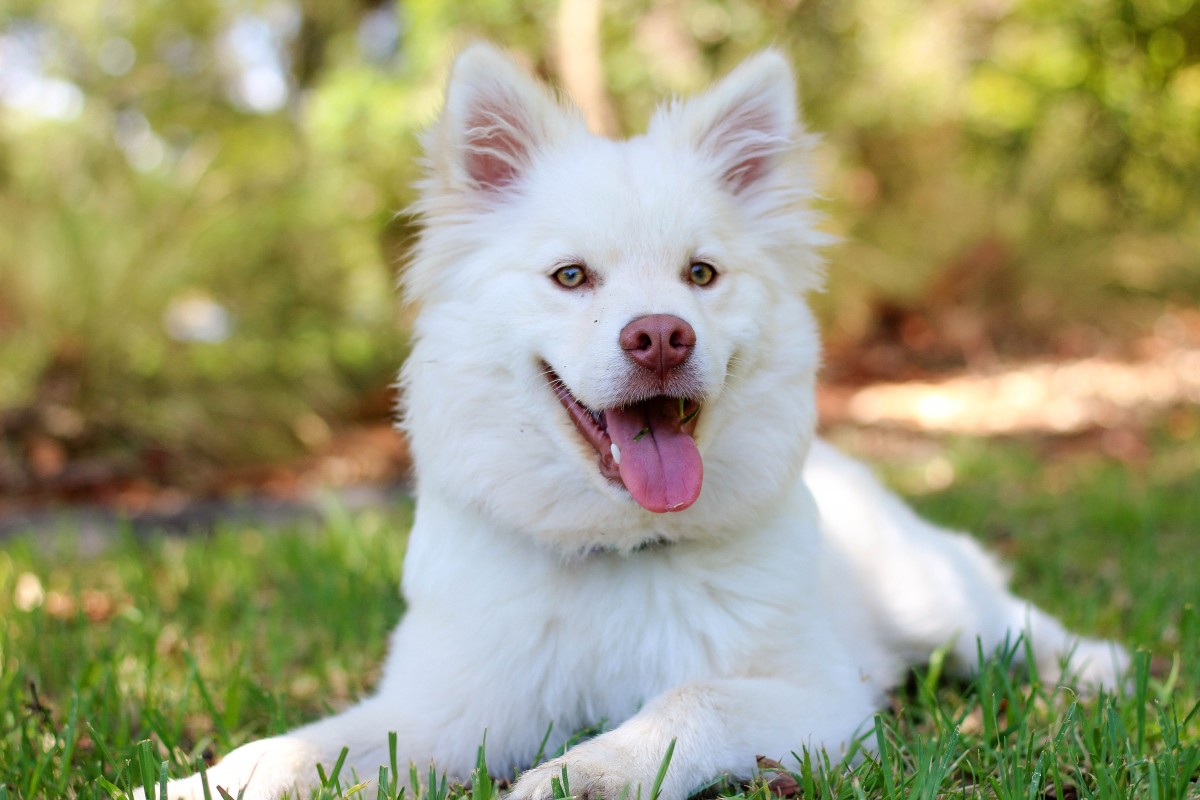 10 Things Only People Who Have Adopted A Dog From An Animal Shelter Understand