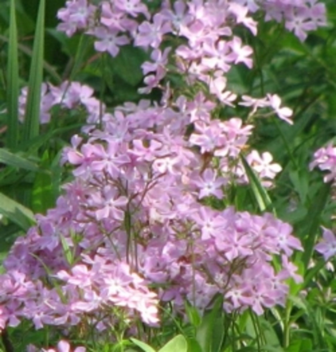 Phlox - Flowering Native Perennial