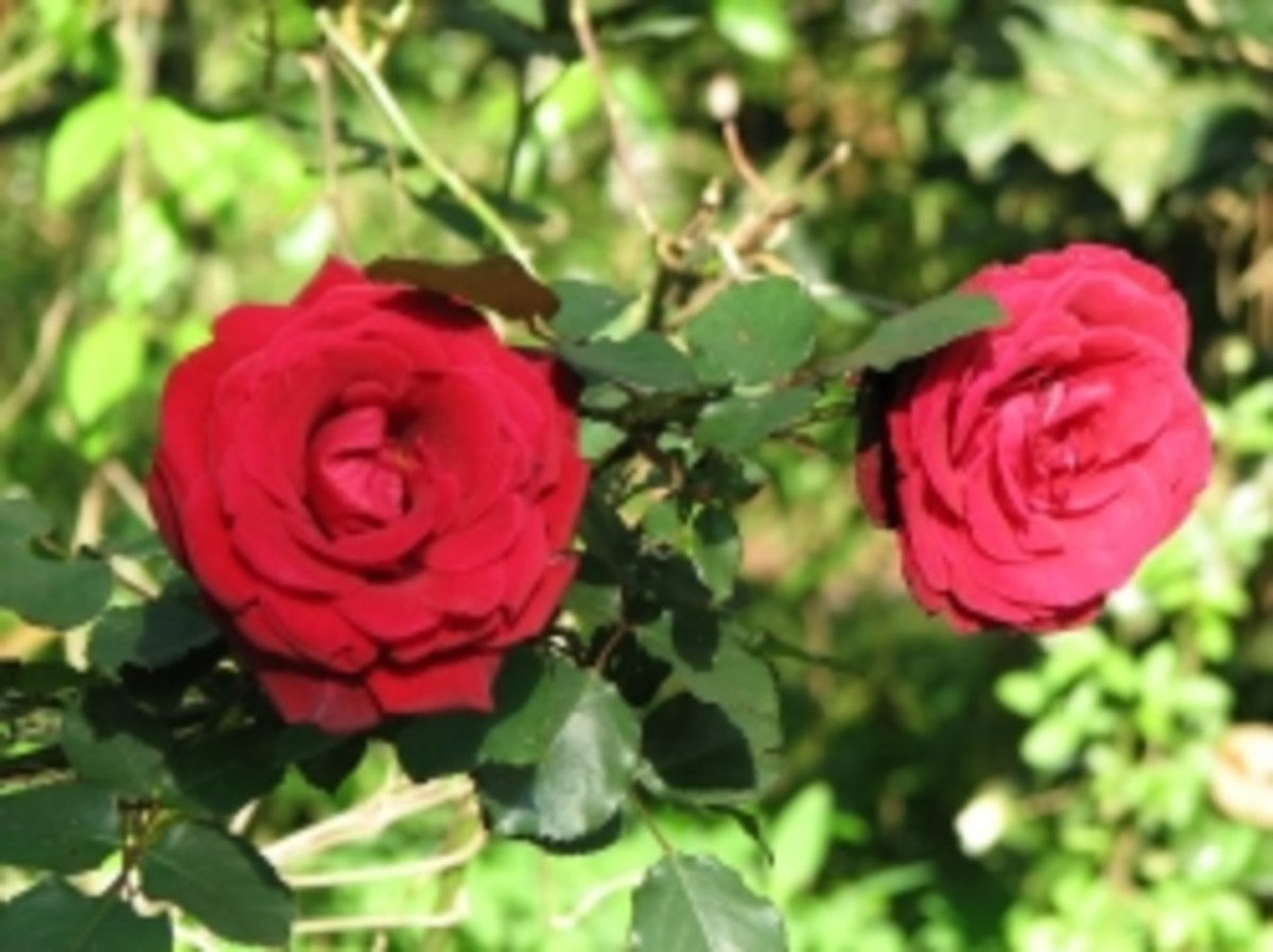 Hip Old Roses for Sustainable Landscaping