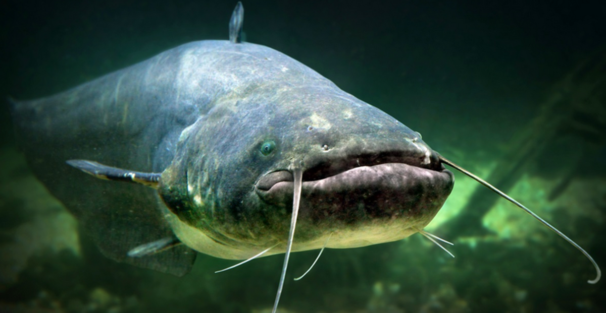 Do Weather Changes Affect Fish Biting?