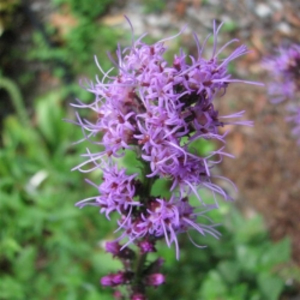 Blazing Star Liatris