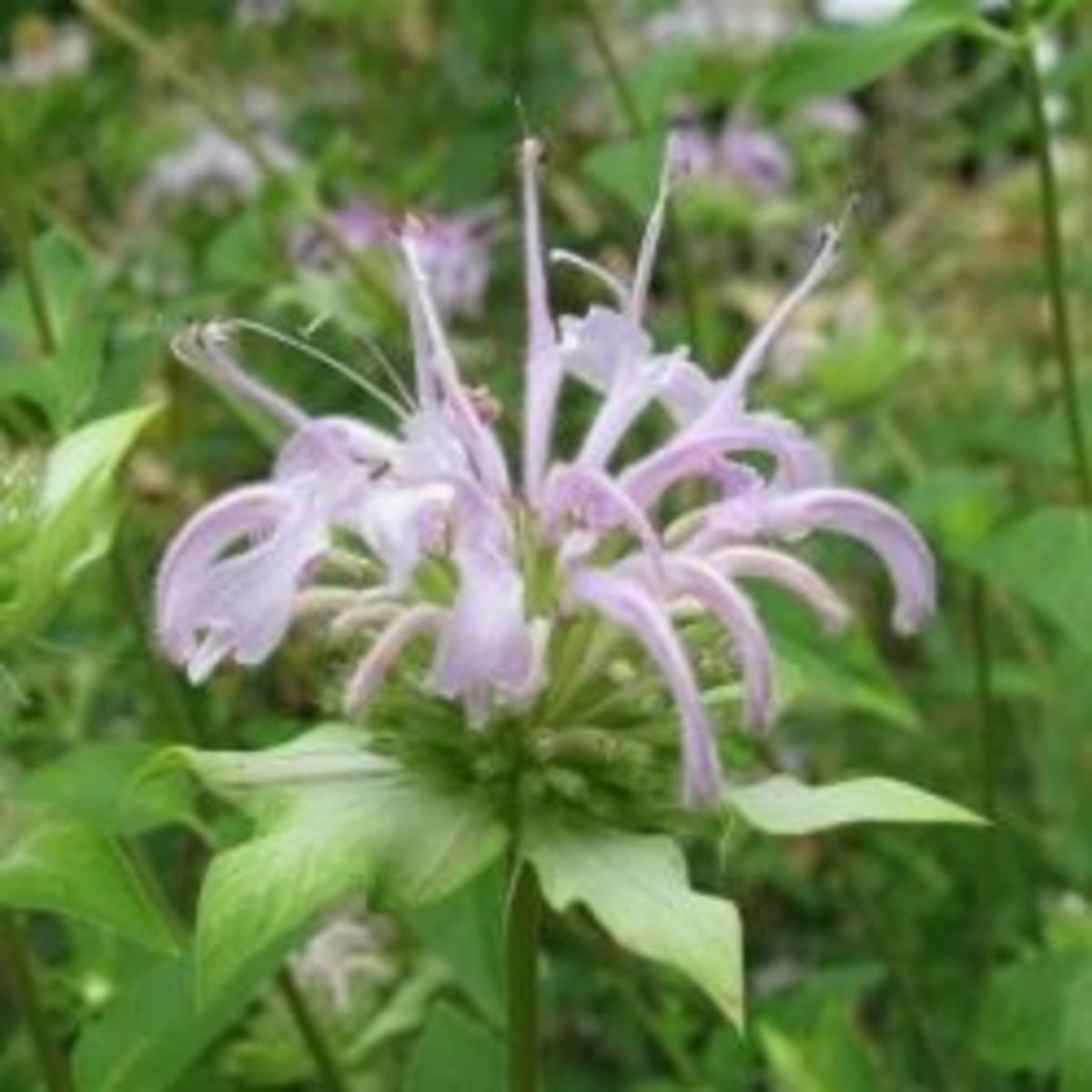 Bee Balm Monarda for the South