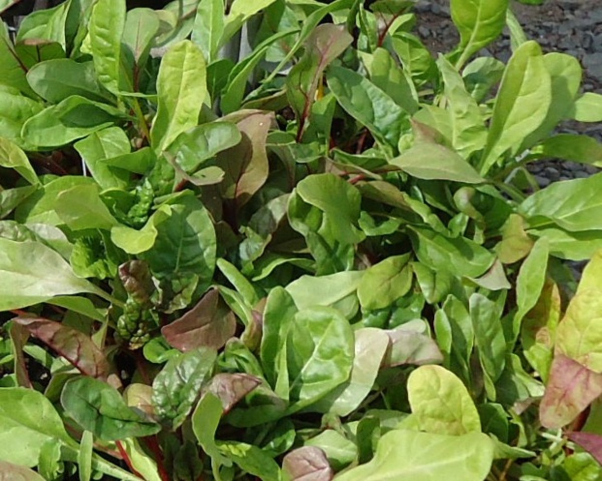 Growing Swiss Chard for a Summer Greens Harvest