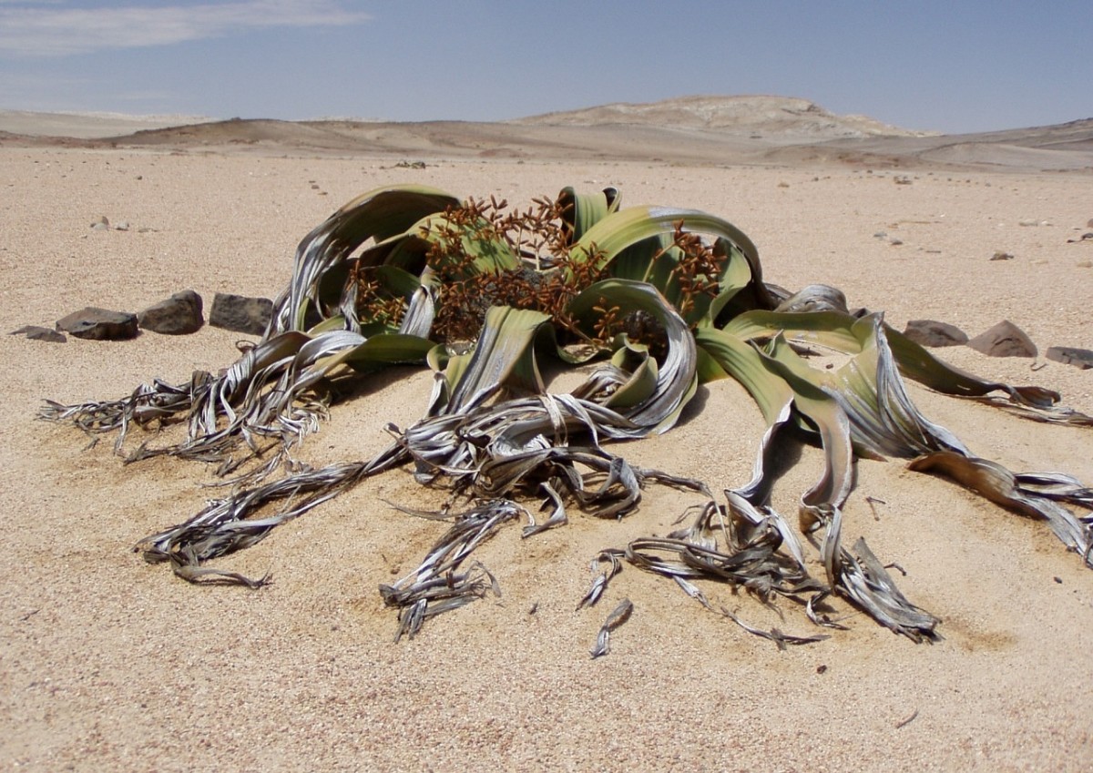 Desert-Dwelling Methuselahs and a Tree That Thrives on Lightning: 5 Plants Stranger Than Fiction
