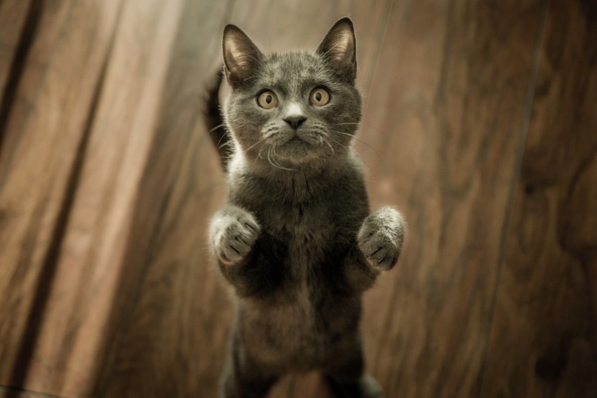 8 Odd Cat Quirks and What They Mean