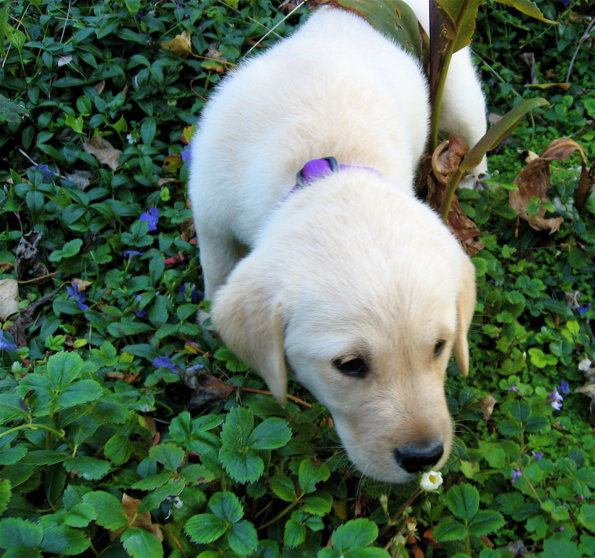 The Five Senses of Dogs Explained: What Your Pup Sees, Hears, Smells & Feels