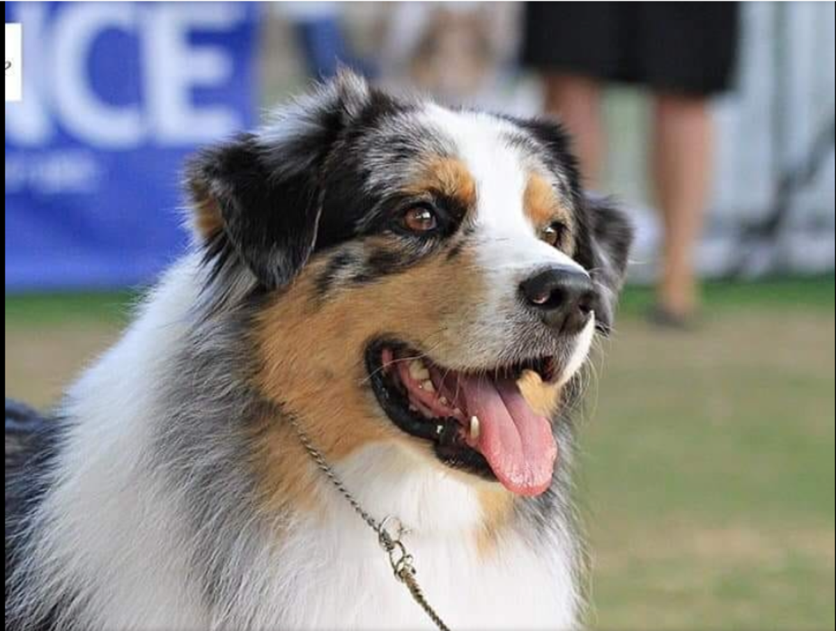 Is an Australian Shepherd the Right Breed for You?