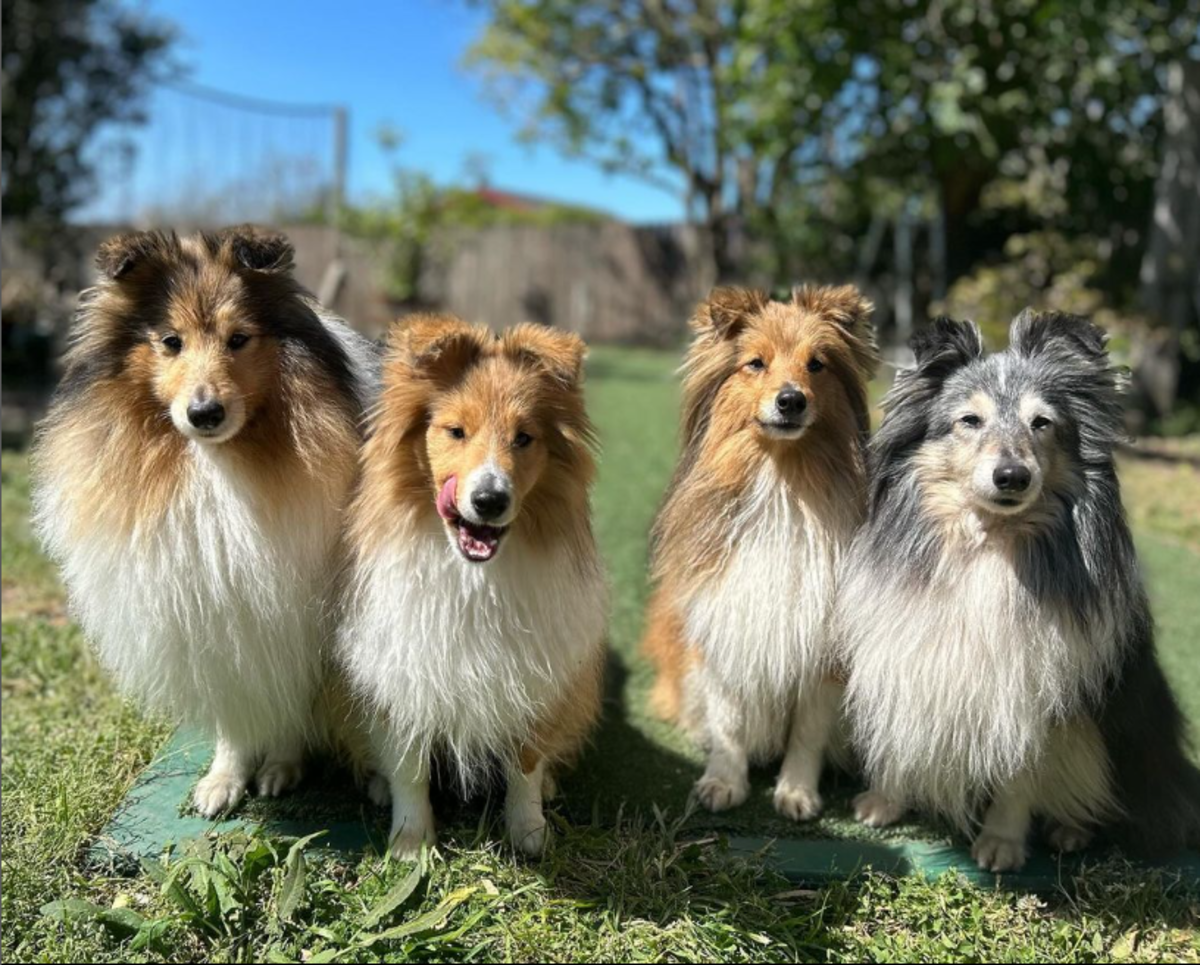 7 Best Companion Dogs for a Shetland Sheepdog