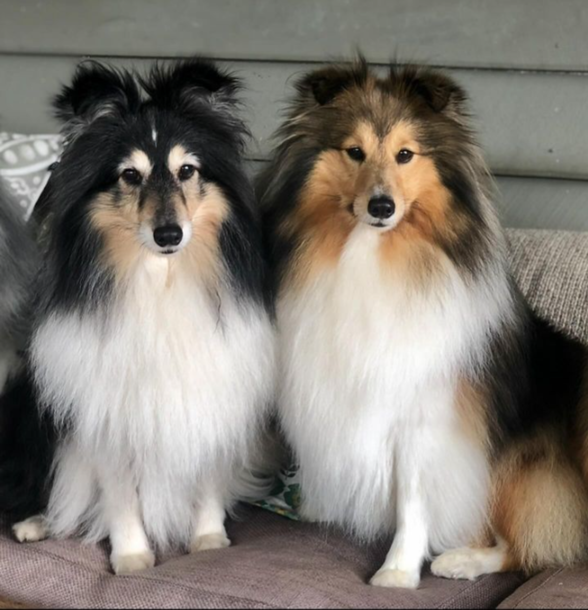 7 Best Companion Dogs for a Shetland Sheepdog - HubPages