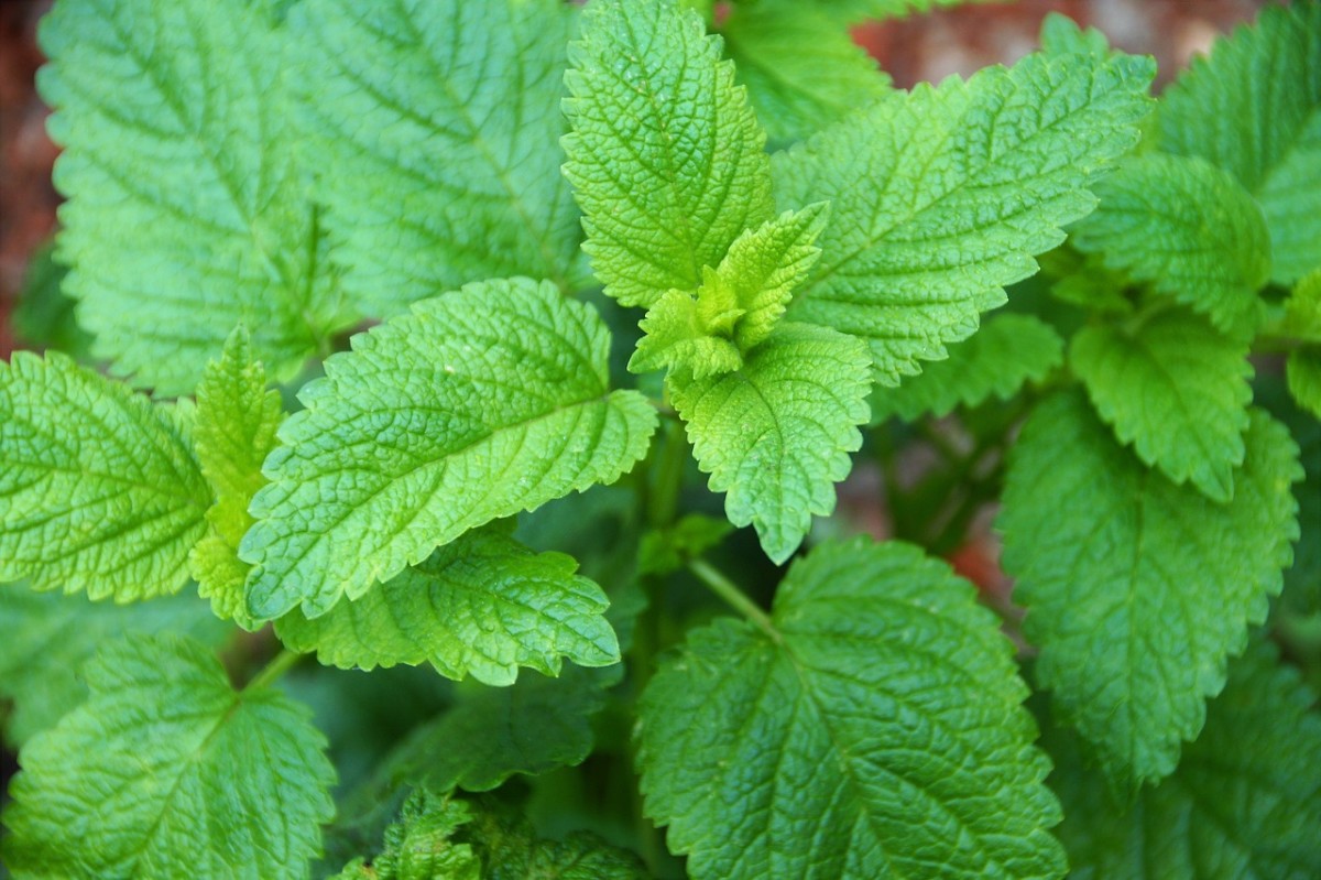 How to Grow Lemon Balm From a Seed