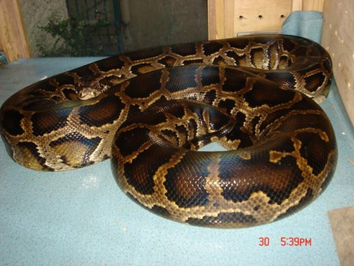 Basic Python care