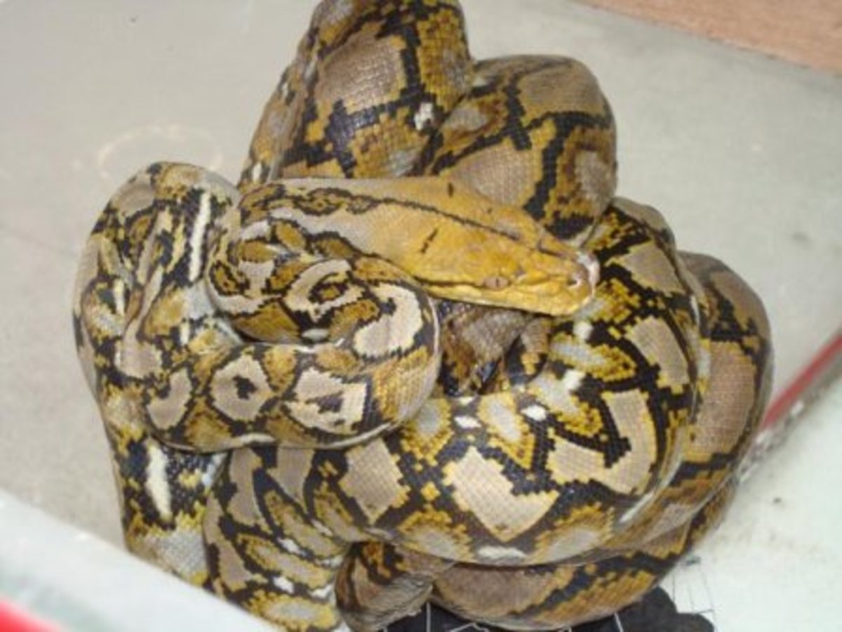Basic Python care - HubPages