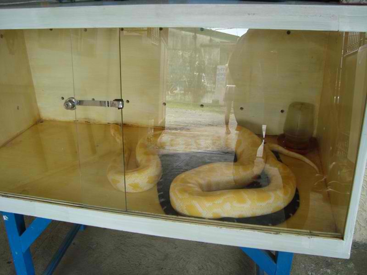 Basic Python care - HubPages