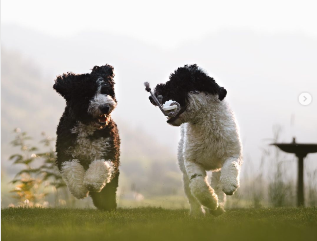 7 Best Companion Dogs for a Portuguese Water Dog