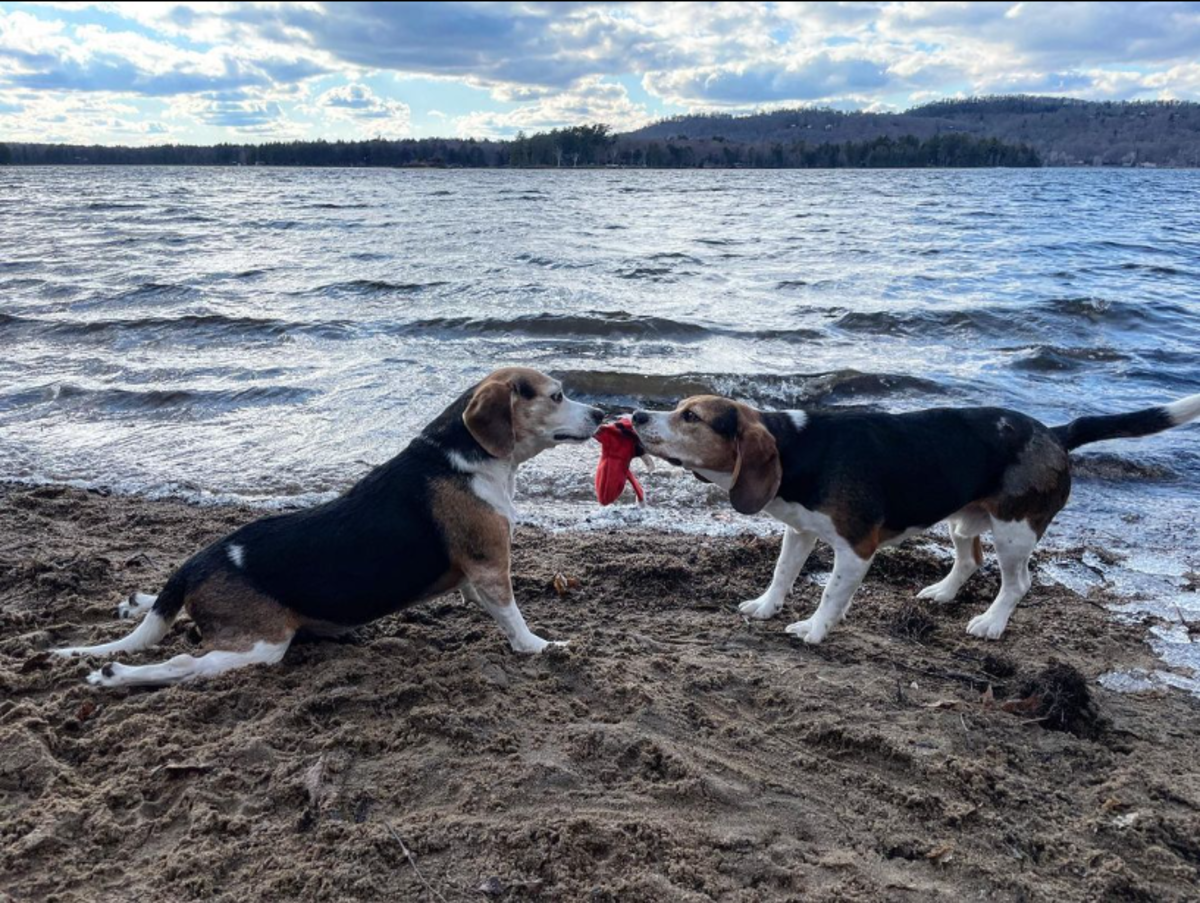 7 Best Companion Dogs for a Beagle