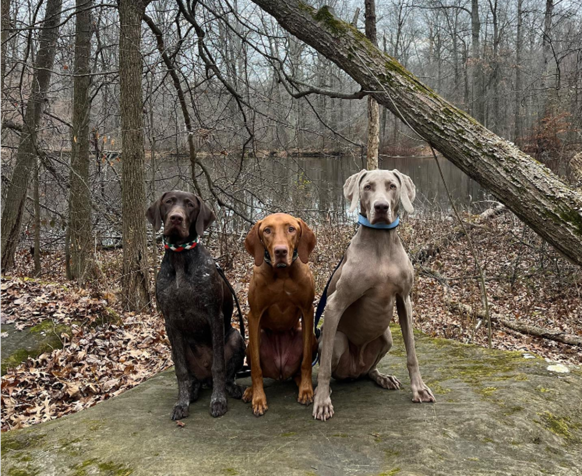 7 Best Companion Dogs for a German Shorthaired Pointer