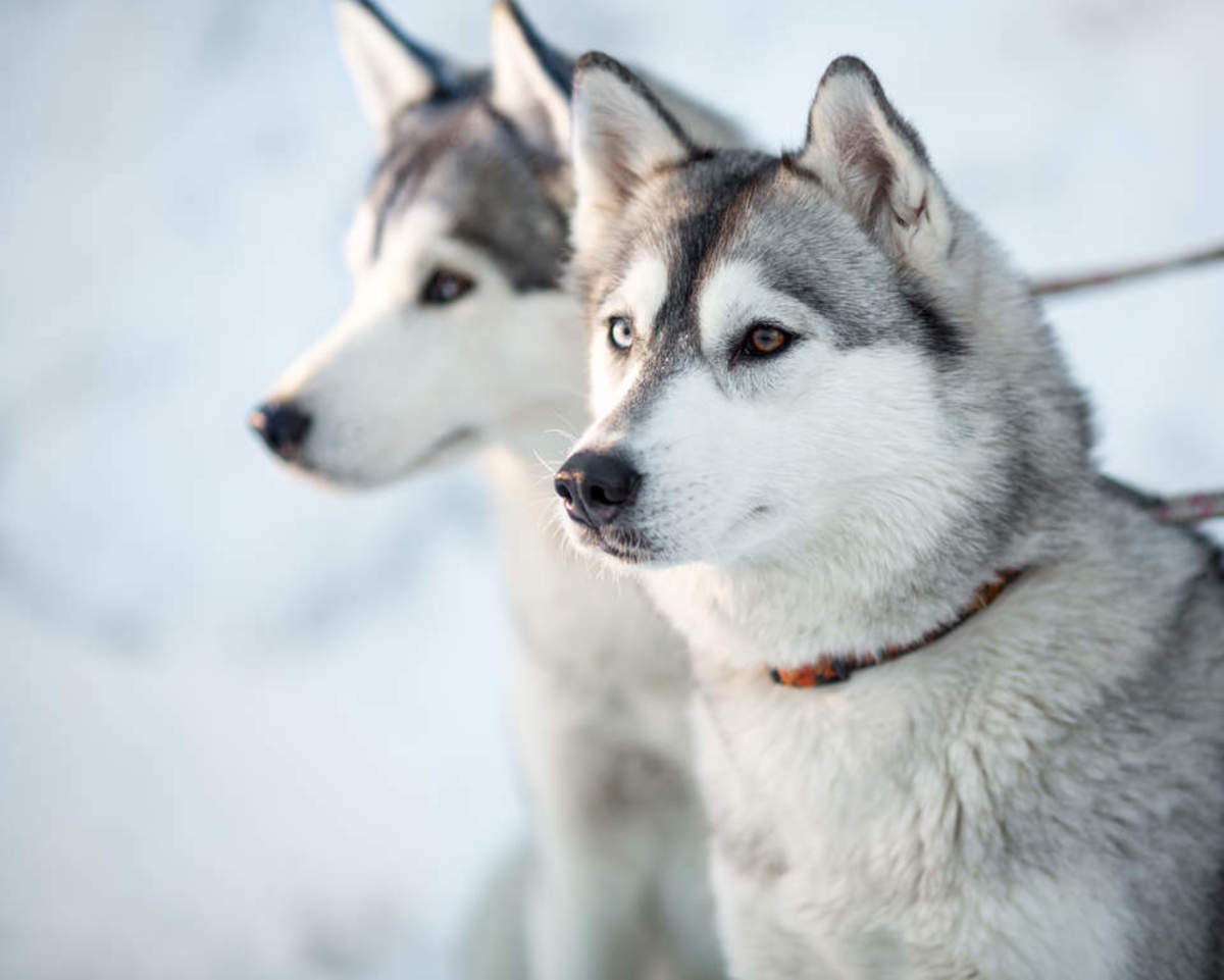 7 Best Companion Dogs For a Siberian Husky