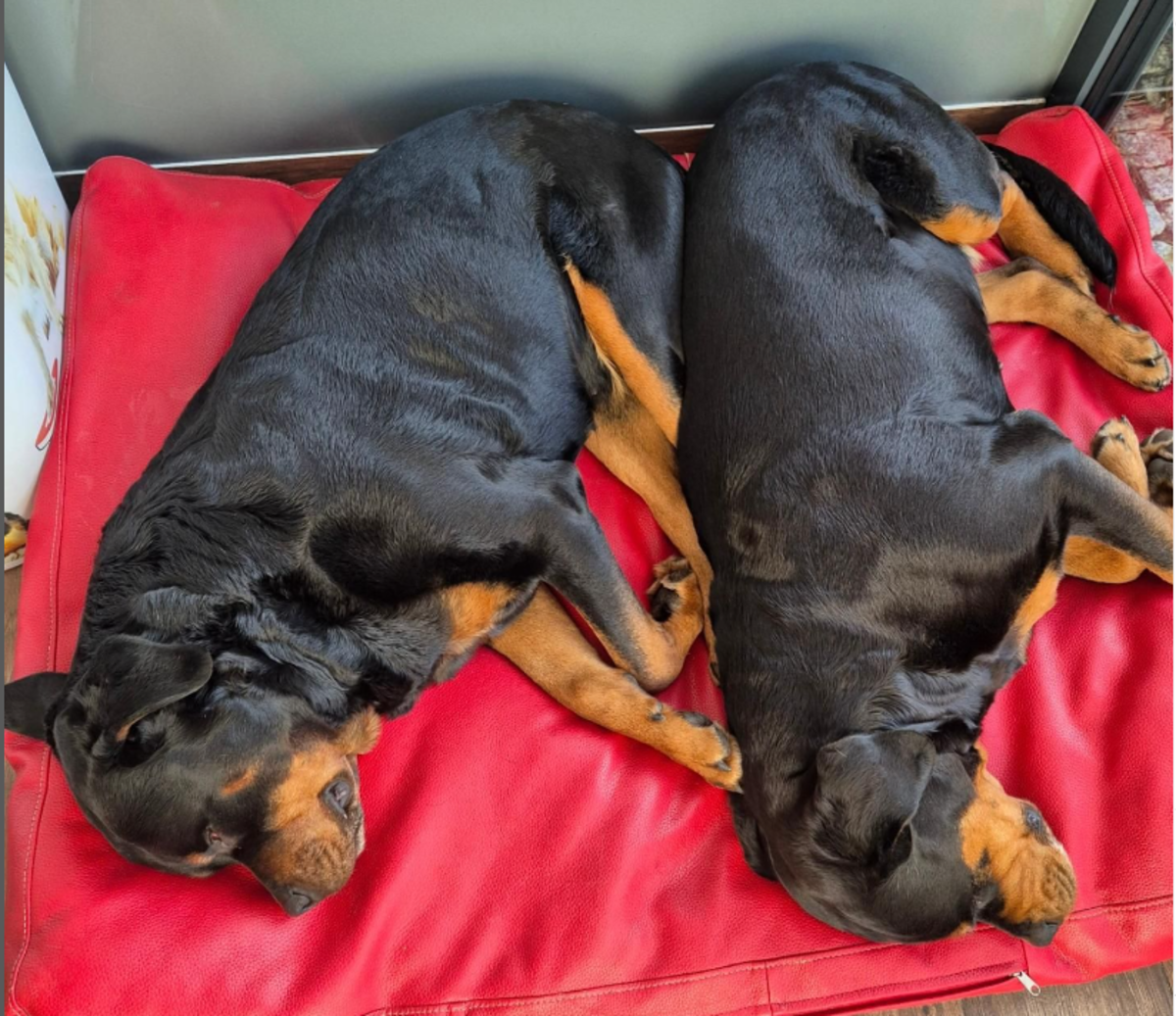 7 Best Companion Dogs For a Rottweiler