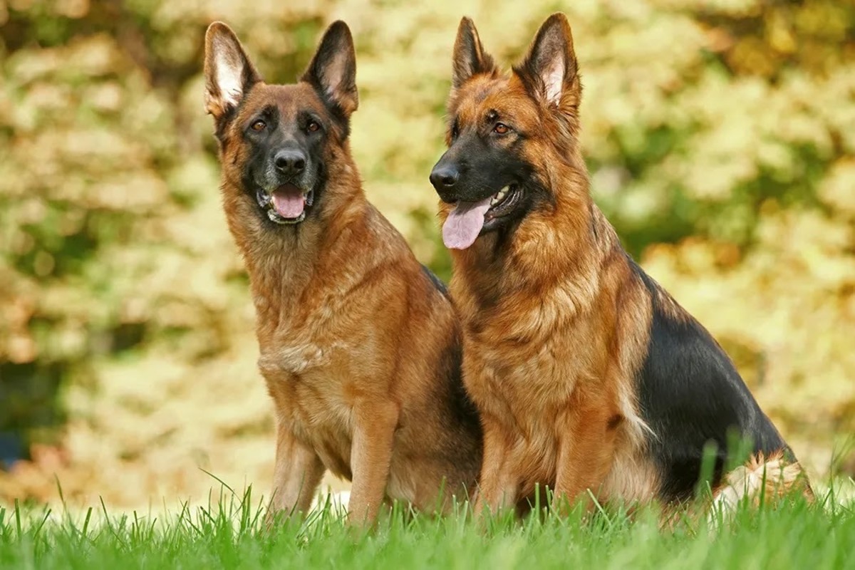 7 Best Companion Dogs For a German Shepherd