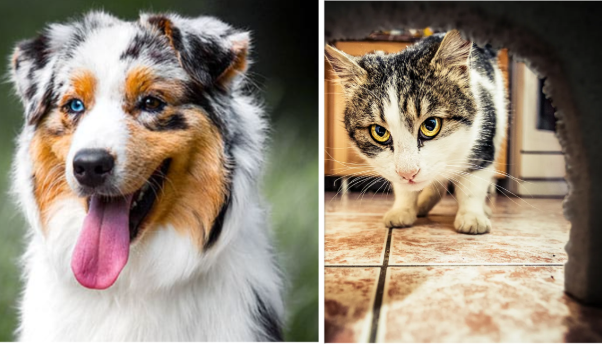 How Many Dogs or Cats Can You Have in Idaho?